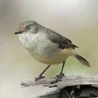 Buff-rumped Thornbill